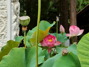 荷花