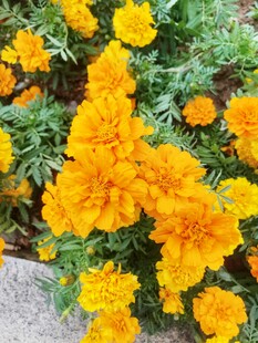 百日菊