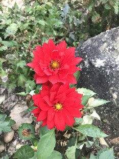百日菊