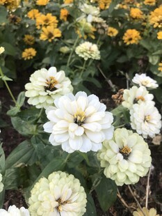 百日菊