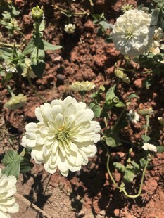 百日菊