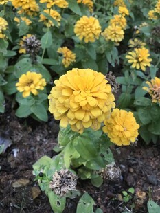 百日菊