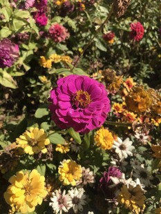 百日菊