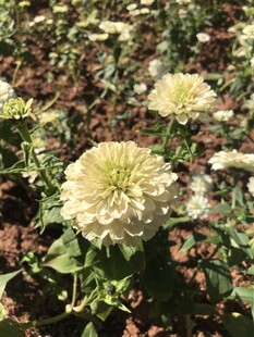 百日菊