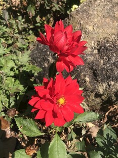 百日菊