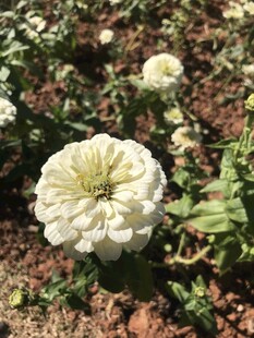 百日菊
