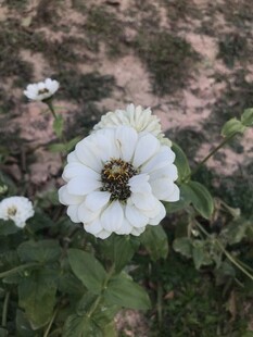 百日菊