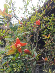 石榴花