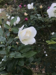 玫瑰花