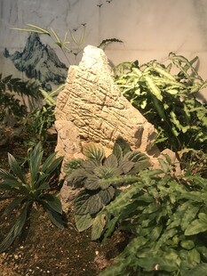 假山 植被