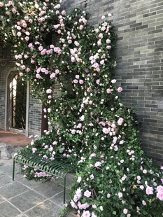 玫瑰花