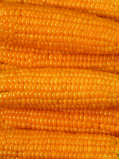 玉米背景