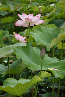 莲花莲叶