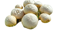 黄菇