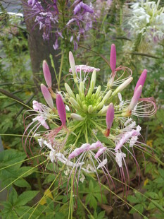 醉蝶花