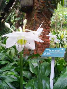 南美水仙