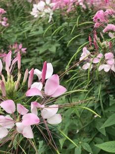 醉蝶花