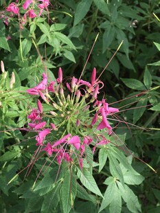 醉蝶花
