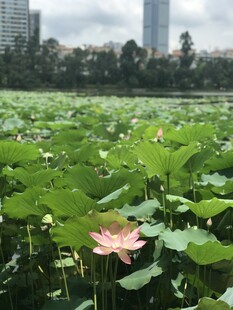 荷花 荷塘