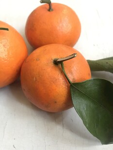 桔子 橘子