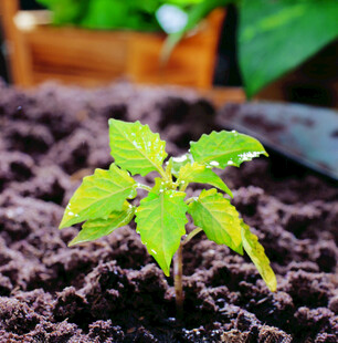  绿芽 植物 绿叶 生长 幼苗