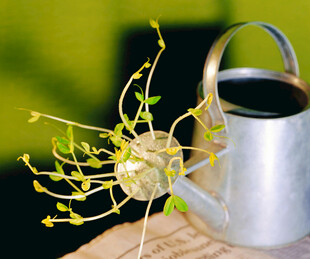  绿芽 植物 绿叶 生长 幼苗