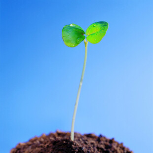  绿芽 植物 绿叶 生长 幼苗