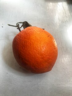 脐橙 橙子 