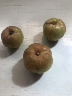 油柑