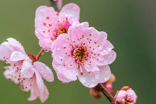 梅花图片