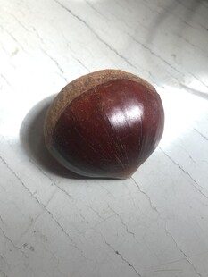 板栗