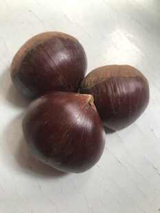 板栗