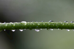 植物上的雨滴