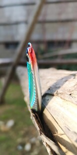 鱼饵