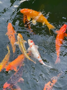 锦鲤锦鲤