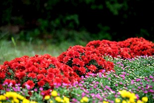 西昌湿地公园菊花
