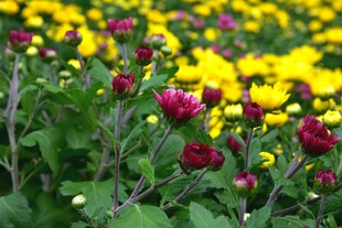 西昌湿地公园菊花