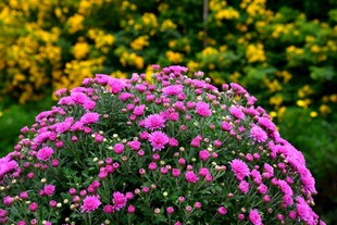 西昌湿地公园菊花