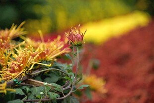 西昌湿地公园菊花
