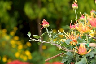 西昌湿地公园菊花