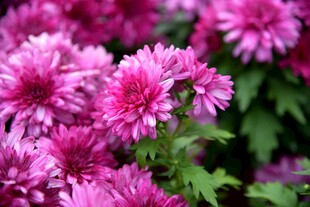 西昌湿地公园菊花