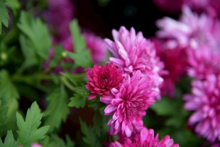 西昌湿地公园菊花