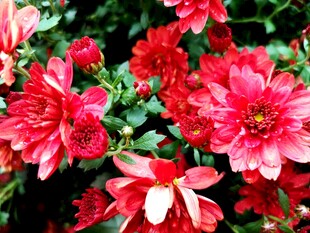 西昌湿地公园菊花