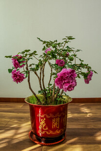 牡丹 月季 鲜花