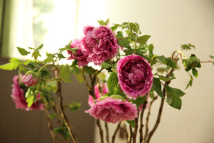牡丹 月季 鲜花