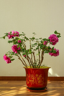 牡丹 月季 鲜花