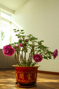 牡丹 月季 鲜花