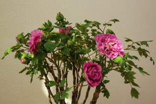 牡丹 月季 鲜花