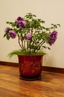牡丹 月季 鲜花
