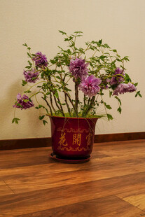牡丹 月季 鲜花